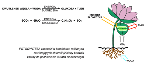 fotosynteza